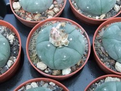Lophophora williamsii pot 5,5 cm