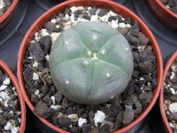 Lophophora williamsii pot 5,5 cm