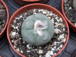 Lophophora williamsii pot 5,5 cm - 12412186