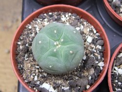 Lophophora williamsii pot 5,5 cm - 12412187