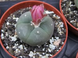 Lophophora williamsii pot 5,5 cm - 12412189