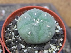 Lophophora williamsii pot 5,5 cm - 12412190
