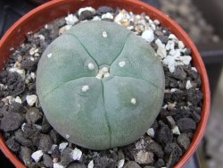Lophophora williamsii pot 5,5 cm - 12412191