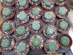 Lophophora williamsii pot 5,5 cm - 12412193