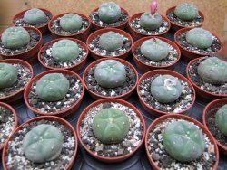 Lophophora williamsii pot 5,5 cm - 12412194
