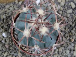 Echinocactus horizonthalonius IDD049/03 Jacales, pot 6,5 cm - 12399172