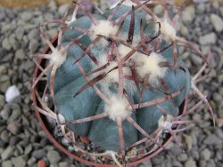Echinocactus horizonthalonius IDD049/03 Jacales, pot 6,5 cm - 12399173