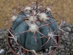 Echinocactus horizonthalonius IDD049/03 Jacales, pot 6,5 cm