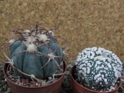Echinocactus horizonthalonius IDD049/03 Jacales, pot 6,5 cm - 12399175