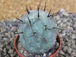 Tephrocactus geometricus pot 5,5 cm