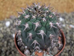 Gymnocalycium spegazzinii unguispinum SL 44b, pot 6,5 cm