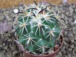 Coryphantha tripugionacantha PP1012 Tepetatita Zac. pot 5,5 cm