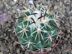 Coryphantha tripugionacantha PP1012 Tepetatita Zac. pot 5,5 cm - 12399371