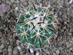 Coryphantha tripugionacantha PP1012 Tepetatita Zac. pot 5,5 cm - 12399372