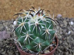 Coryphantha tripugionacantha PP1012 Tepetatita Zac. pot 5,5 cm - 12399373