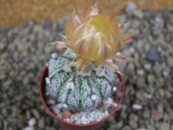 Astrophytum Z Jasenné pot 5,5 cm - 12399395