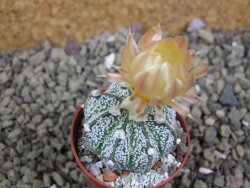 Astrophytum Z Jasenné pot 5,5 cm