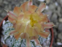 Astrophytum Z Jasenné pot 5,5 cm - 12399398