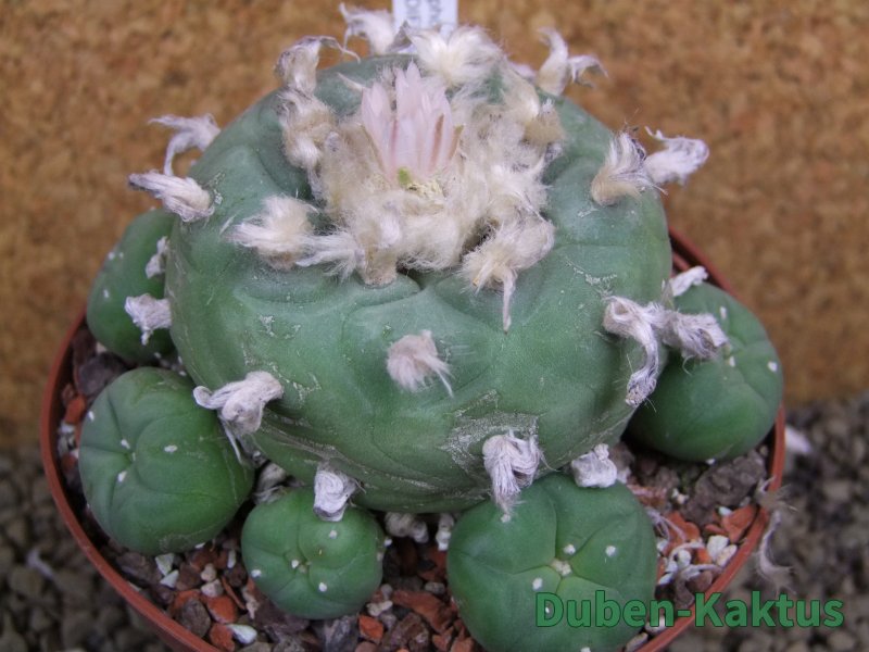 Lophophora difusa XXl pot 12 cm