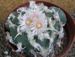 Lophophora difusa polycephala Vizaron XXl pot 12 cm