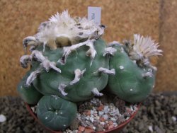 Lophophora difusa polycephala Vizaron XXl pot 10 cm