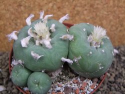 Lophophora difusa polycephala Vizaron XXl pot 10 cm