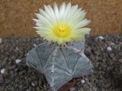 Astrophytum Onzuko X ornatum pot 5,5 cm