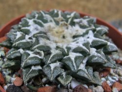 Ariocarpus kotschoubeyanus elephantidens Vista Hermosa pot 6,5 cm - 12399670