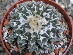 Ariocarpus kotschoubeyanus elephantidens Vista Hermosa pot 6,5 cm - 12399671