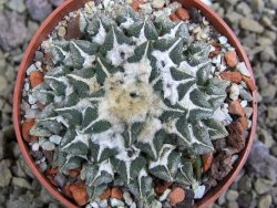 Ariocarpus kotschoubeyanus elephantidens Vista Hermosa pot 6,5 cm - 12399672