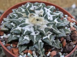 Ariocarpus kotschoubeyanus elephantidens Vista Hermosa pot 6,5 cm - 12399673