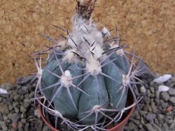 Echinocactus horizonthalonius 138 km El Hundido, pot 7 cm - 12400050