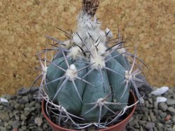 Echinocactus horizonthalonius 138 km El Hundido, pot 7 cm - 12400051