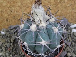 Echinocactus horizonthalonius 138 km El Hundido, pot 7 cm