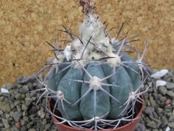 Echinocactus horizonthalonius 138 km El Hundido, pot 7 cm - 12400053