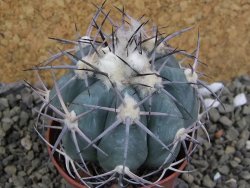 Echinocactus horizonthalonius 138 km El Hundido, pot 7 cm - 12400054