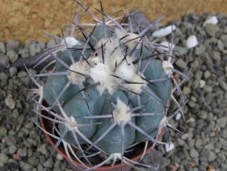 Echinocactus horizonthalonius 138 km El Hundido, pot 7 cm - 12400055