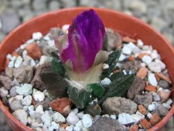 Ariocarpus scapharostrus Rayones, pot 5,5 cm - 12400171