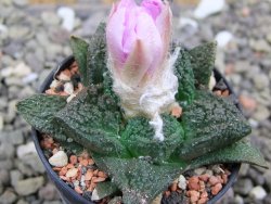 Ariocarpus fissuratus Cuatro Cienegas pot 5,5 cm - 12400442