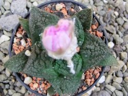 Ariocarpus fissuratus Cuatro Cienegas pot 5,5 cm - 12400444