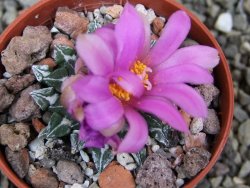 Ariocarpus kotschoubeyanus sladkovskii Rio Verde pot 5,5 cm - 12400466