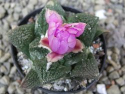 Ariocarpus fissuratus Cuatro Cienegas, pot 5,5 cm - 12400561