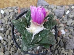 Ariocarpus fissuratus Cuatro Cienegas, pot 5,5 cm - 12400563