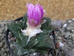 Ariocarpus fissuratus Cuatro Cienegas, pot 5,5 cm - 12400564