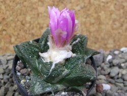 Ariocarpus fissuratus Cuatro Cienegas, pot 5,5 cm - 12400565