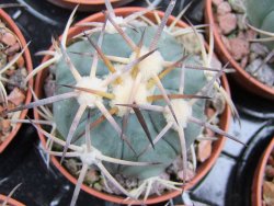 Echinocactus horizonthalonius El Pegueto Icamole pot 5,5 cm - 12400615