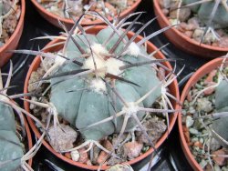 Echinocactus horizonthalonius El Pegueto Icamole pot 5,5 cm - 12400617