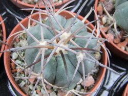 Echinocactus horizonthalonius El Pegueto Icamole pot 5,5 cm - 12400618