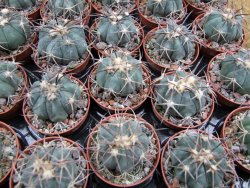 Echinocactus horizonthalonius El Pegueto Icamole pot 5,5 cm - 12400620