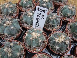 Echinocactus horizonthalonius El Pegueto Icamole pot 5,5 cm - 12400621